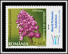 Pyramidal Orchid (Anacamptis pyramidalis)