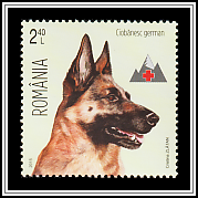 German Shepherd