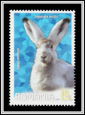 Arctic Hare