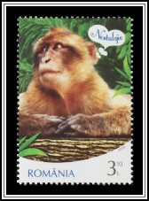 Macaque - Nostalgia