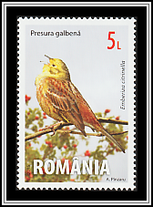 Yellowhammer