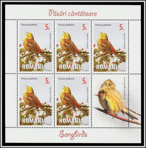 Yellowhammer (Emberiza citrinella)