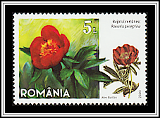 Romanian Peony