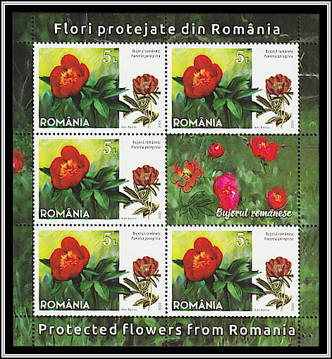 Romanian Peony (Paeonia peregrina)
