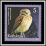 Burrowing Owl