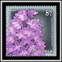Pyramid Orchid