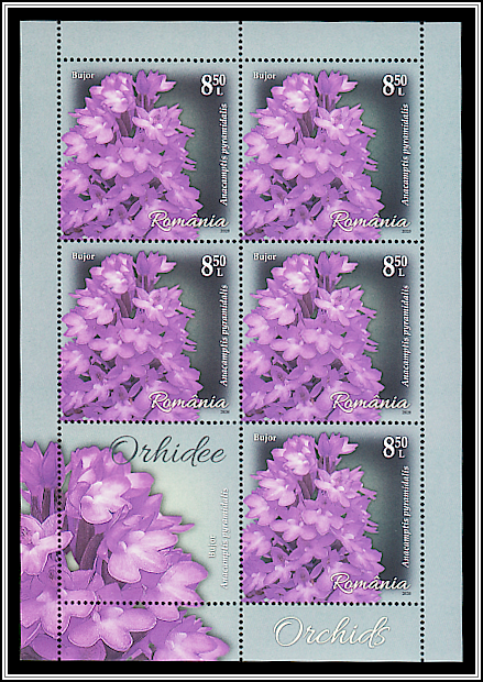 Pyramid Orchid (Anacamptis pyramidalis)