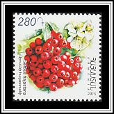 Armenian Whitebeam
