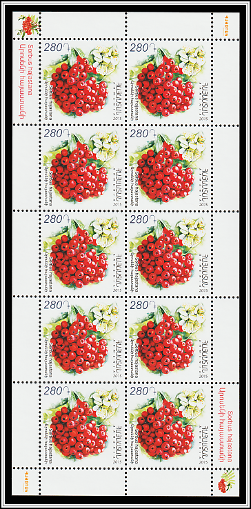 Armenian Whitebeam (Sorbus hajastana)