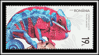 Panther Chameleon (Furcifer pardalis)