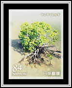Loop-root Mangrove