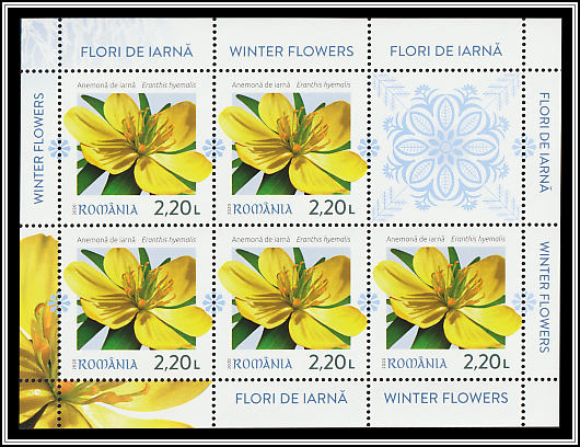 Winter Aconite (Eranthis hyemalis)