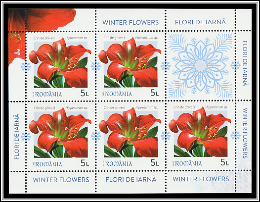 Amarylis (Hippeastrum sp)