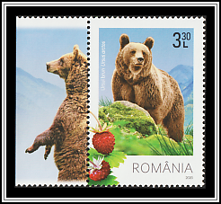 Brown Bear (Ursus arctos)