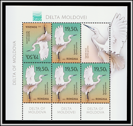 Little Egret (Egretta garzetta)