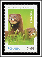 European Mink