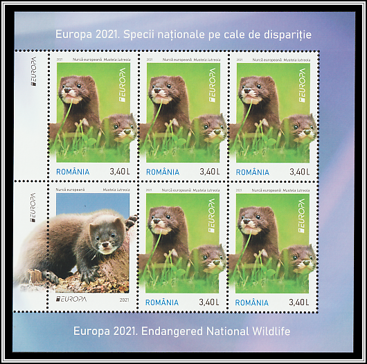 European Mink (Mustela lutreola)