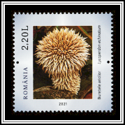 Spiny Puffball