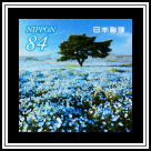 Nemophila in Hitachi Seaside Park