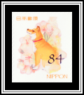 Dog & Sakura