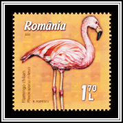 Chilean flamingo (Phoenicopterus chilensis)