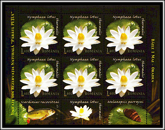 Thermal Water Lily (Nymphaea lotus thermalis)