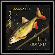 Racoviță's Ray-finned Fish (Scardinius racovitzai)