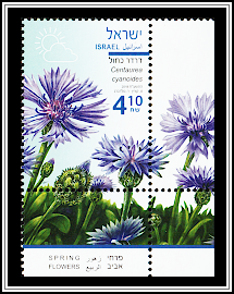 Cornflower