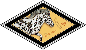 Appaloosa Horse (Equus caballus)