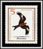 Red Kite (Milvus milvus)