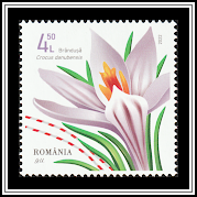 Crocus danubensis