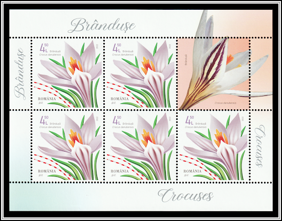 Crocus danubensis