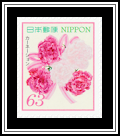 Carnation