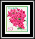 Bougainvillea