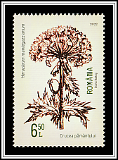 Giant Hogweed (Heracleum mantegazzianum)