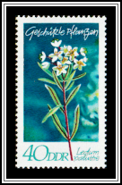 Marsh Labrador Tea (Ledum palustre)