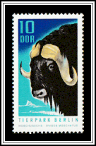 Muskox (Ovibos moschatus) 