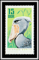 Shoebill (Balaeniceps rex)