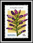 Römer’s Cossacks (Astragalus roemeri)