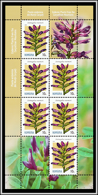 Römer’s Cossacks (Astragalus roemeri)