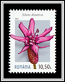 Silene dinarica