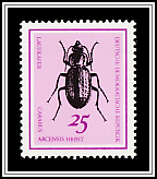 Ground Beetle (Carabus arcensis)