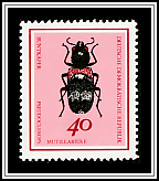 Checkered Beetle (Pseudoclerops mutillarius)