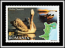 Danube Delta, Dalmatian Pelican