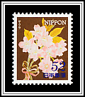 Cherry Blossoms