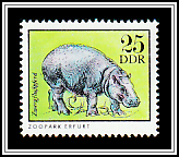 Pygmy Hippopotamus (Choeropsis liberiensis) 