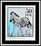 Grant's Zebra (Equus quagga boehmi) 