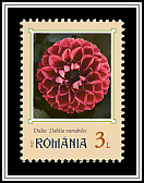 Dahlia