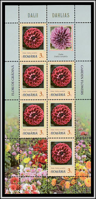 Dahlias
