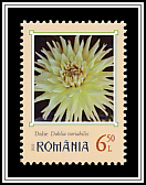 Dahlia
